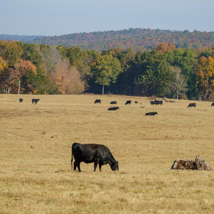  Cows grazing in field